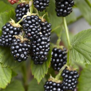 Malina čierna (Rubus occidentalis)  ‘BLACK JEWEL’ – výška 25–35 cm, kont. P9/P11